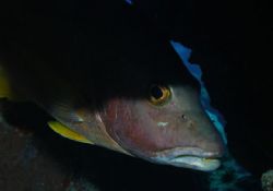 Shy Schoolmaster
by Neil van Niekerk
Black Rock, Grand ... by Neil Van Niekerk 